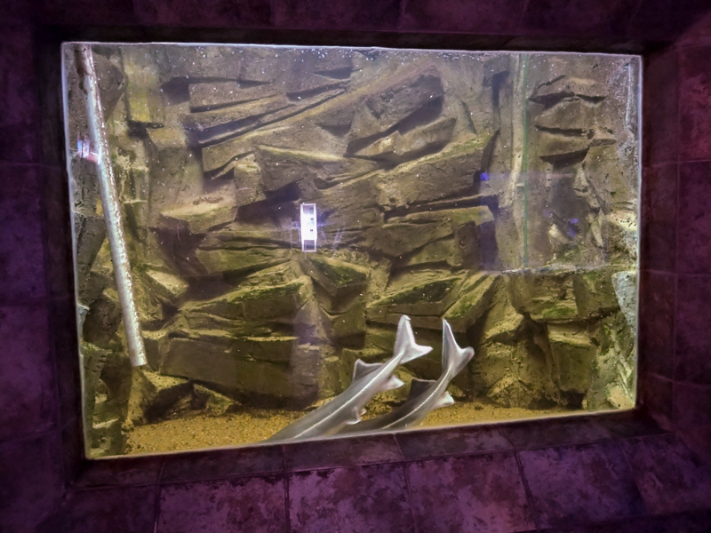 tank of sturgeons