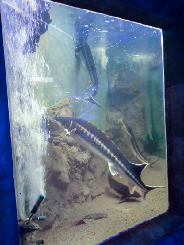 tank of sturgeons