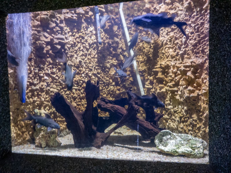 tank of Synodontis nigrita