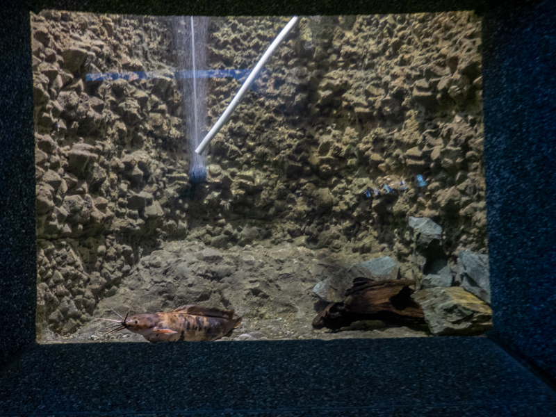 tank of Walking catfish