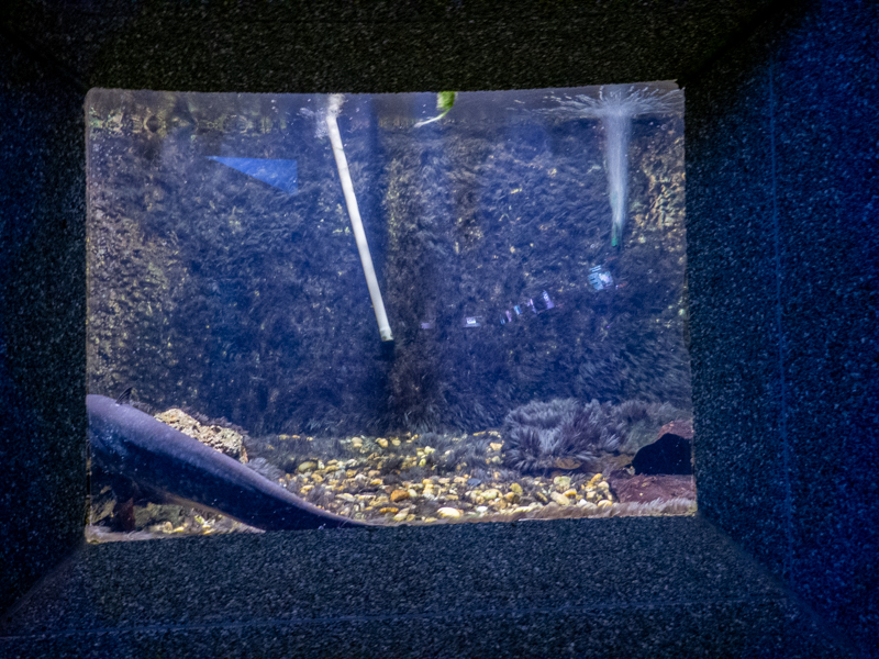 tank of Wels catfish