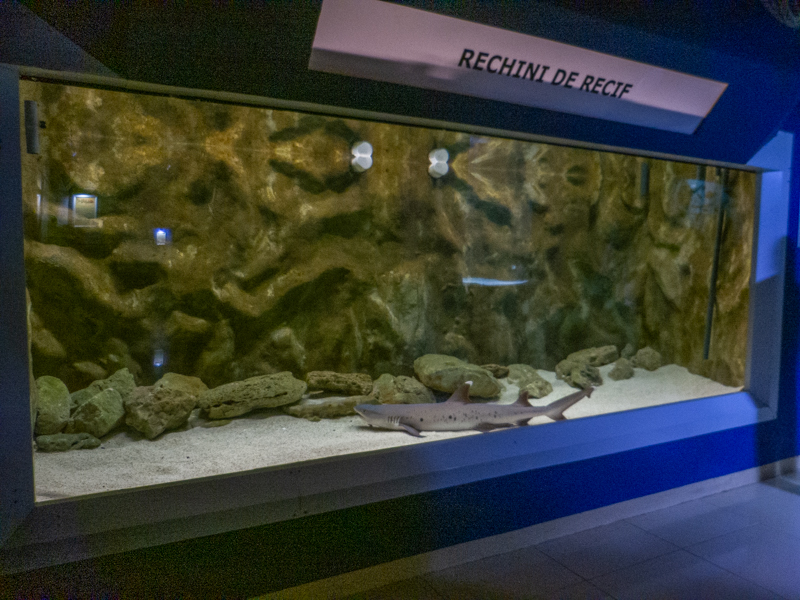 tank of white tip reef shark