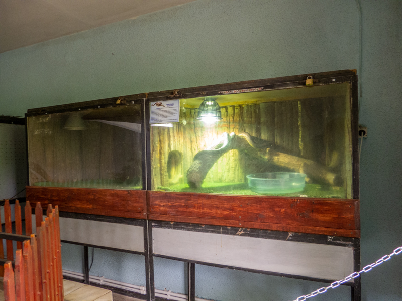 Tank of Yellow anaconda