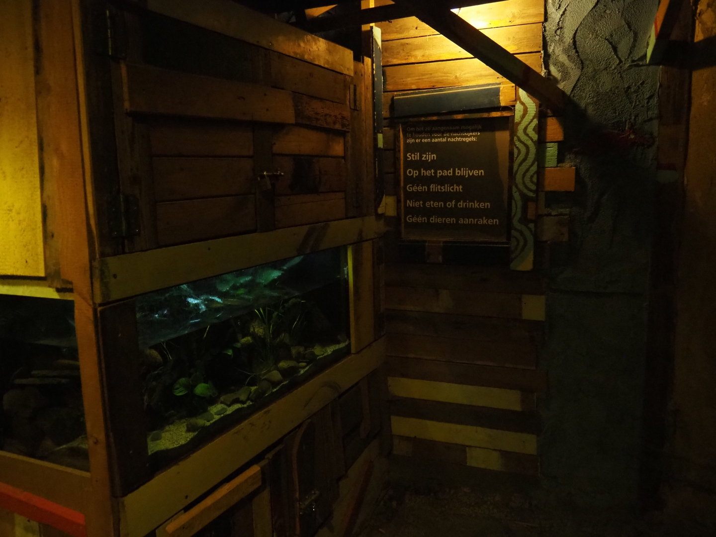 Tank Rio Cauca caecilian (Typhlonectes natans)