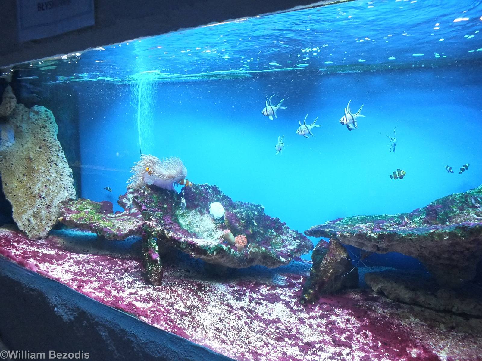 Tank- Saltwater Section