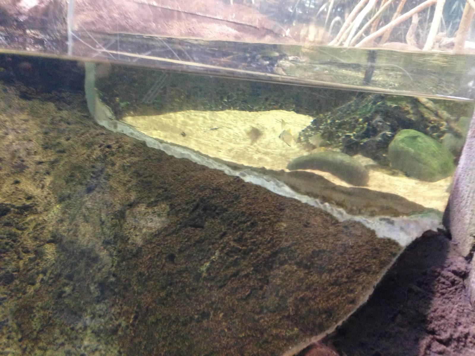 Tank Separation at Blue Planet Aquarium - 05/10/2013