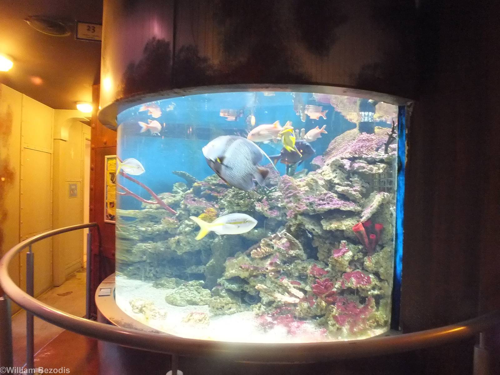 Tank - Submarine Section