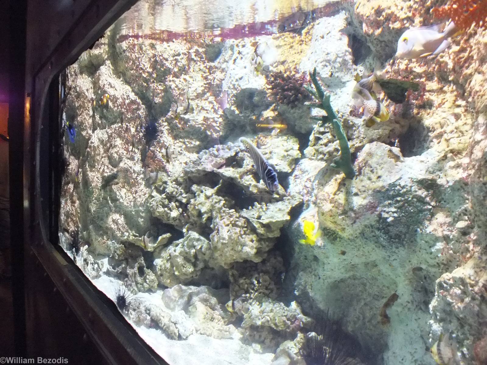 Tank - Submarine Section