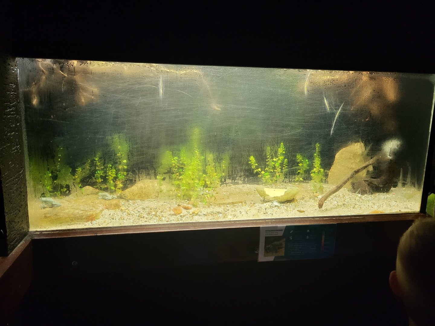 Tank Ticicaca waterfrog