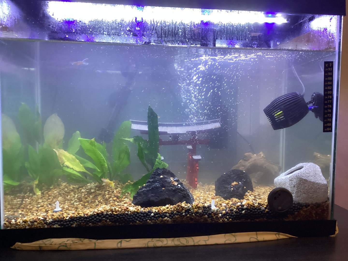 Tank Update with 3 Guppies & 3 African Dwarf Frogs