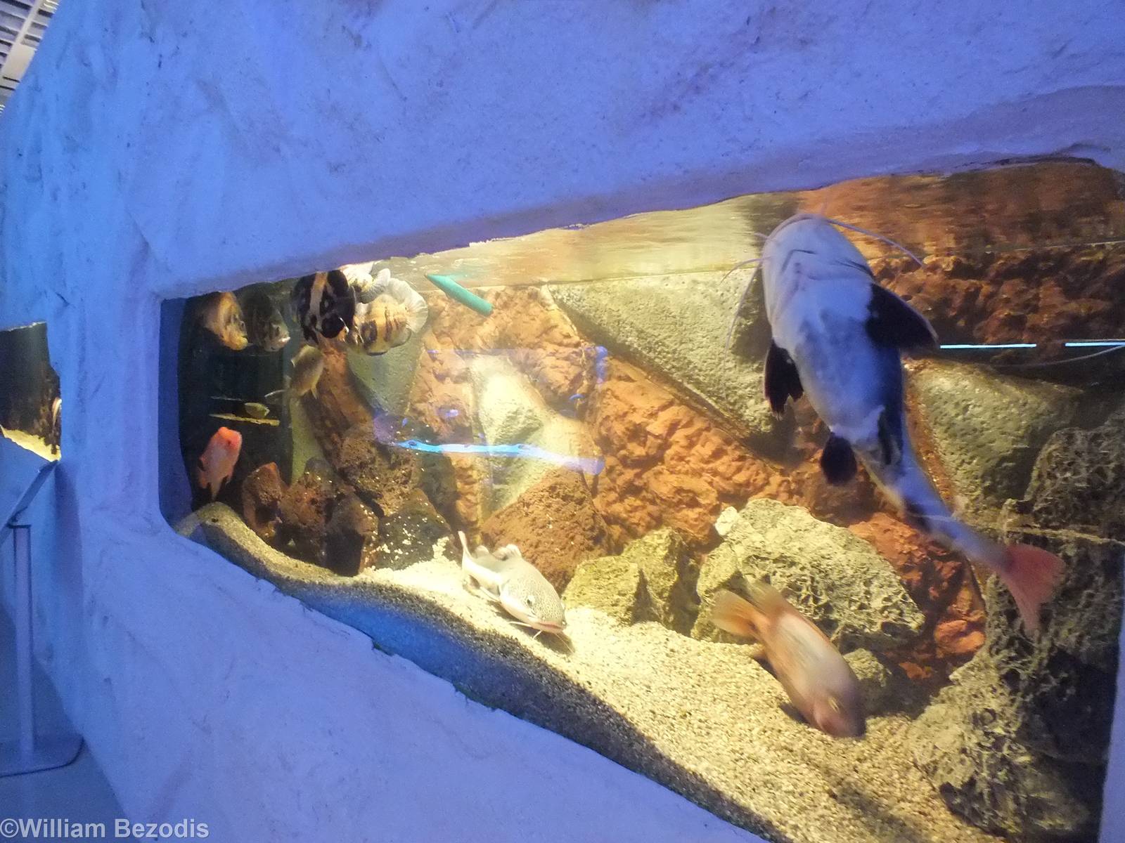 Tank with a Mixture of Large Fish- Freshwater Section