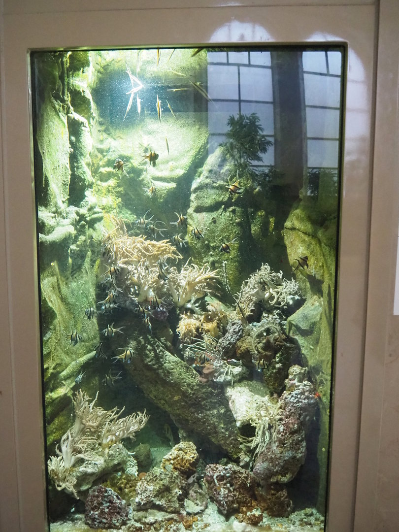 Tank with Banggai cardinalfish, razorfish, filefish and marine invertebrates in the entrance hall of the aquarium, 2022-08-16