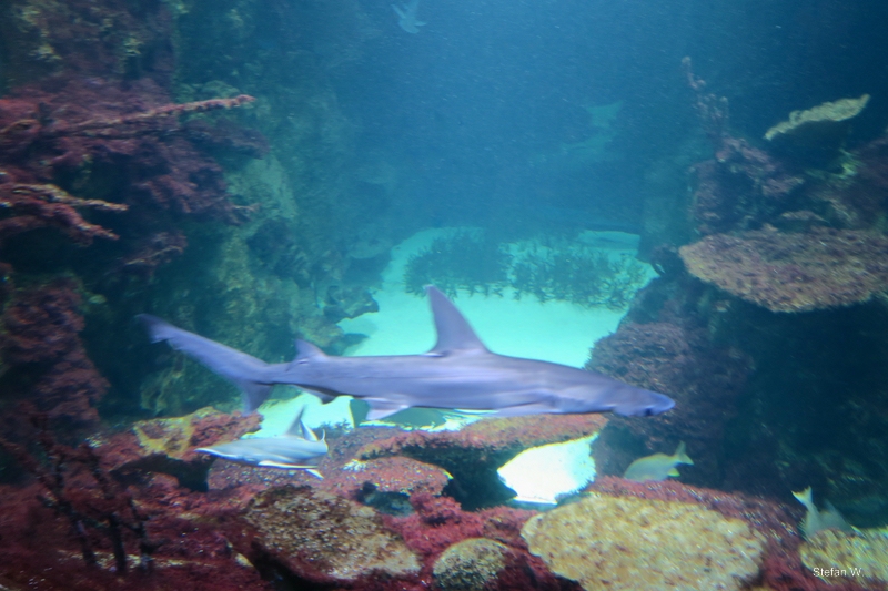 Tank with hammerhead sharks - 10th floor