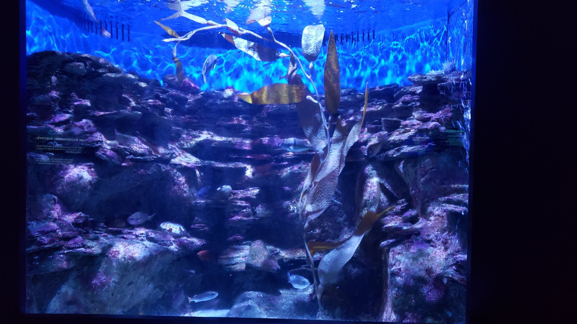 tank with juvenile garibaldi