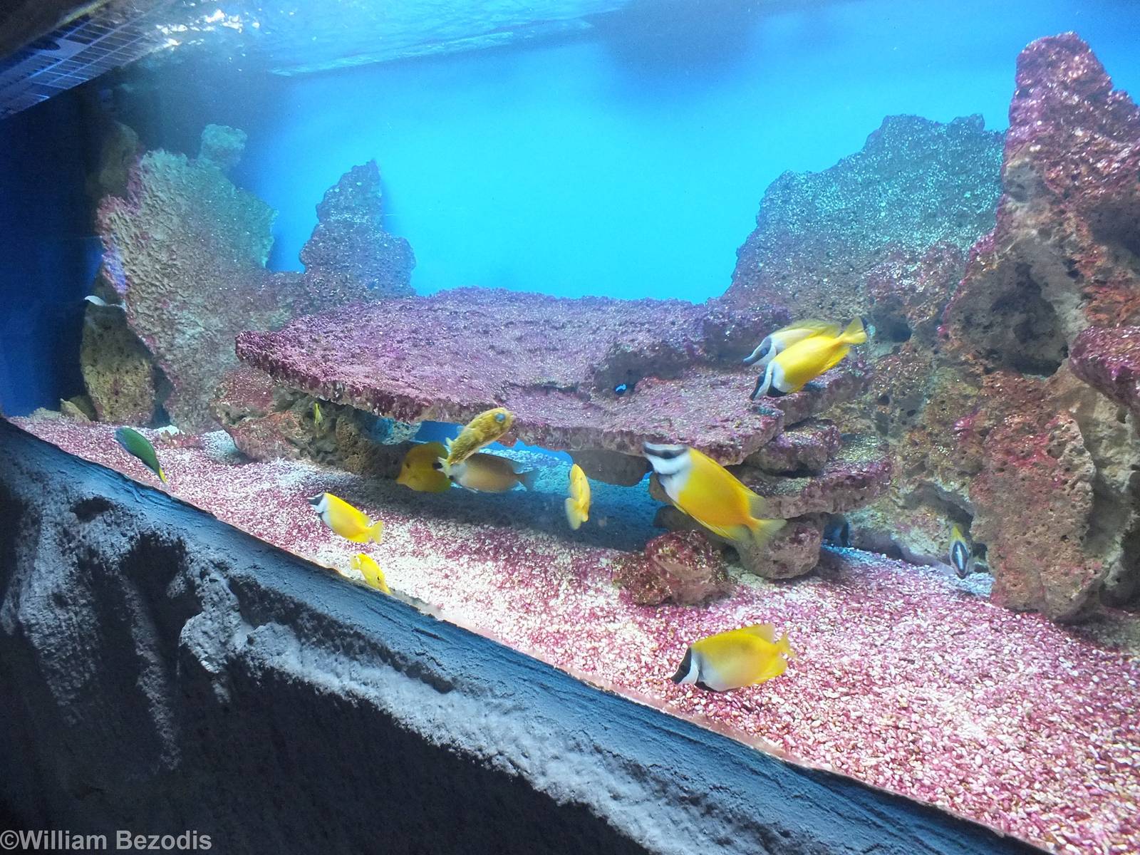 Tank with large number of species- Saltwater Section