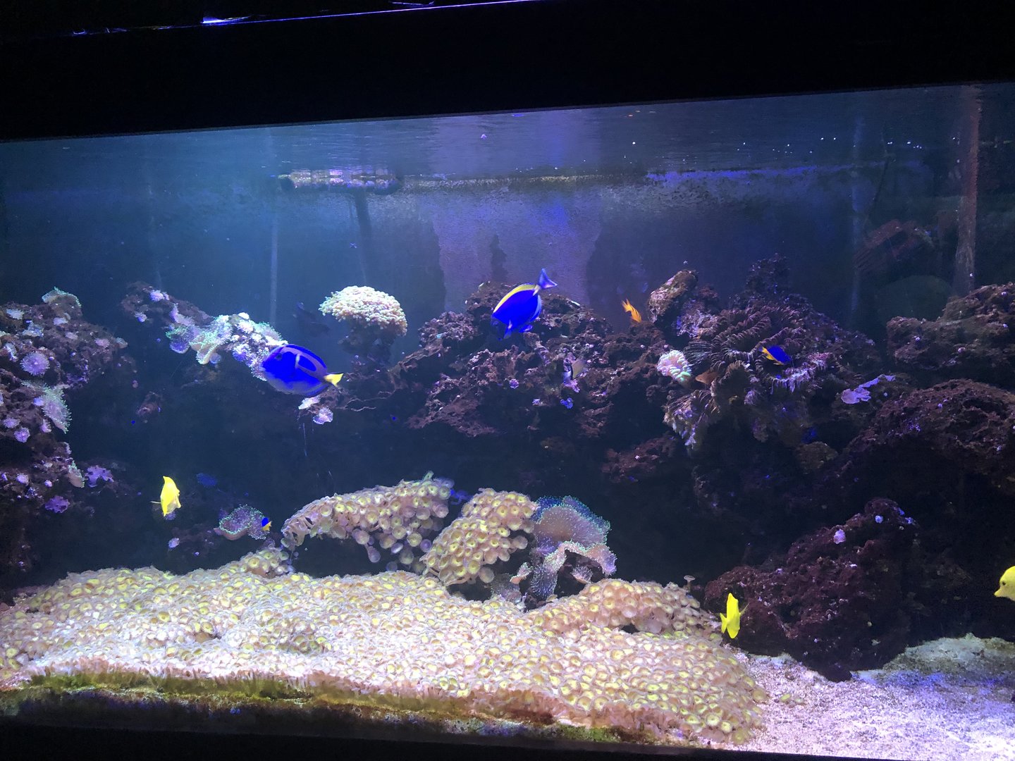 Tank with live coral at Aqua Vega