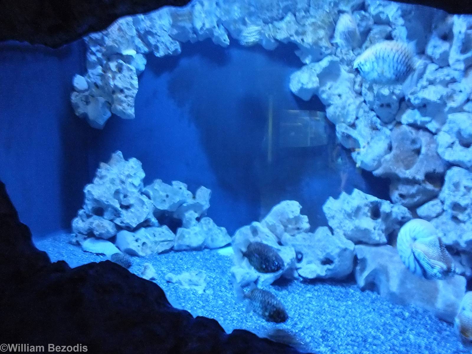 Tank with Pinecone Fish and Nautilus