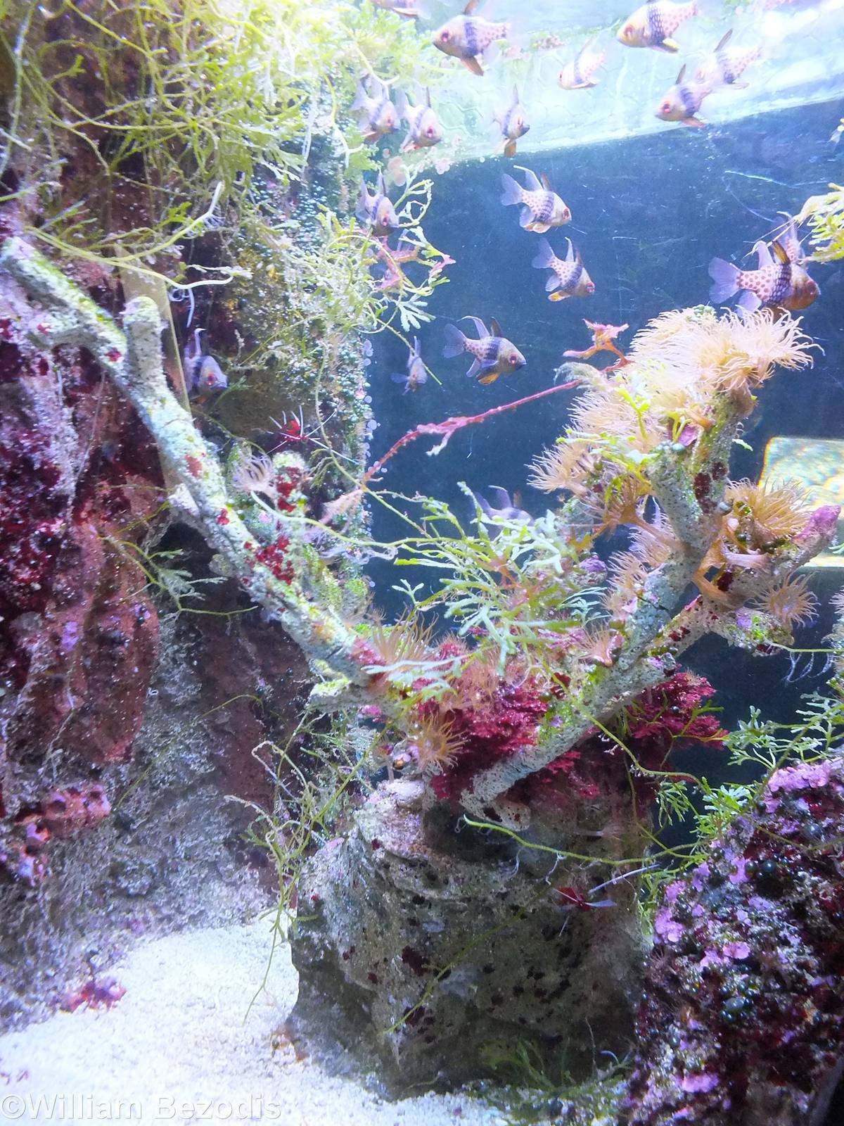 Tank with Pyjama Cardinals