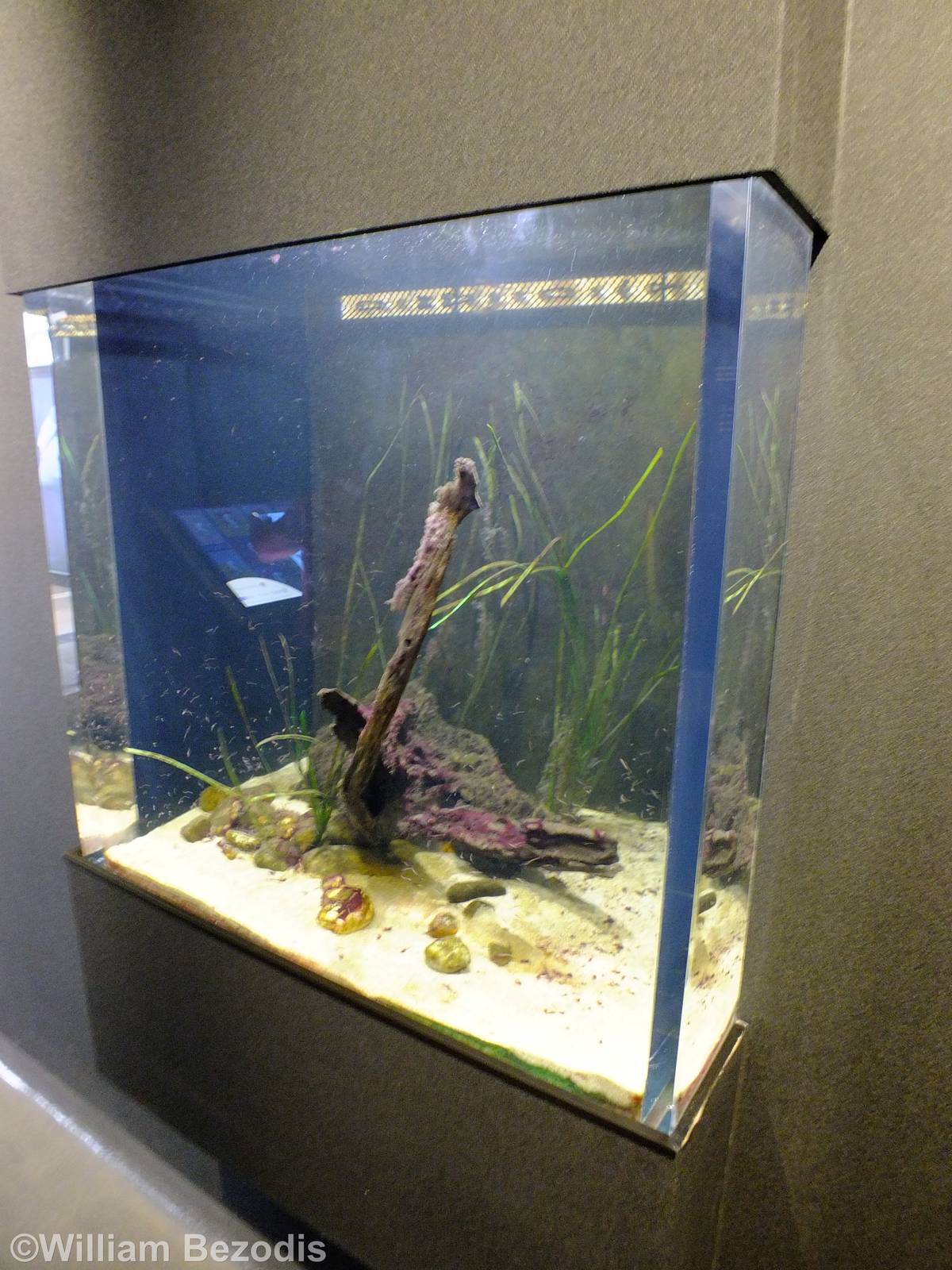 Tank with Small Invertebrates - Gdynia Aquarium