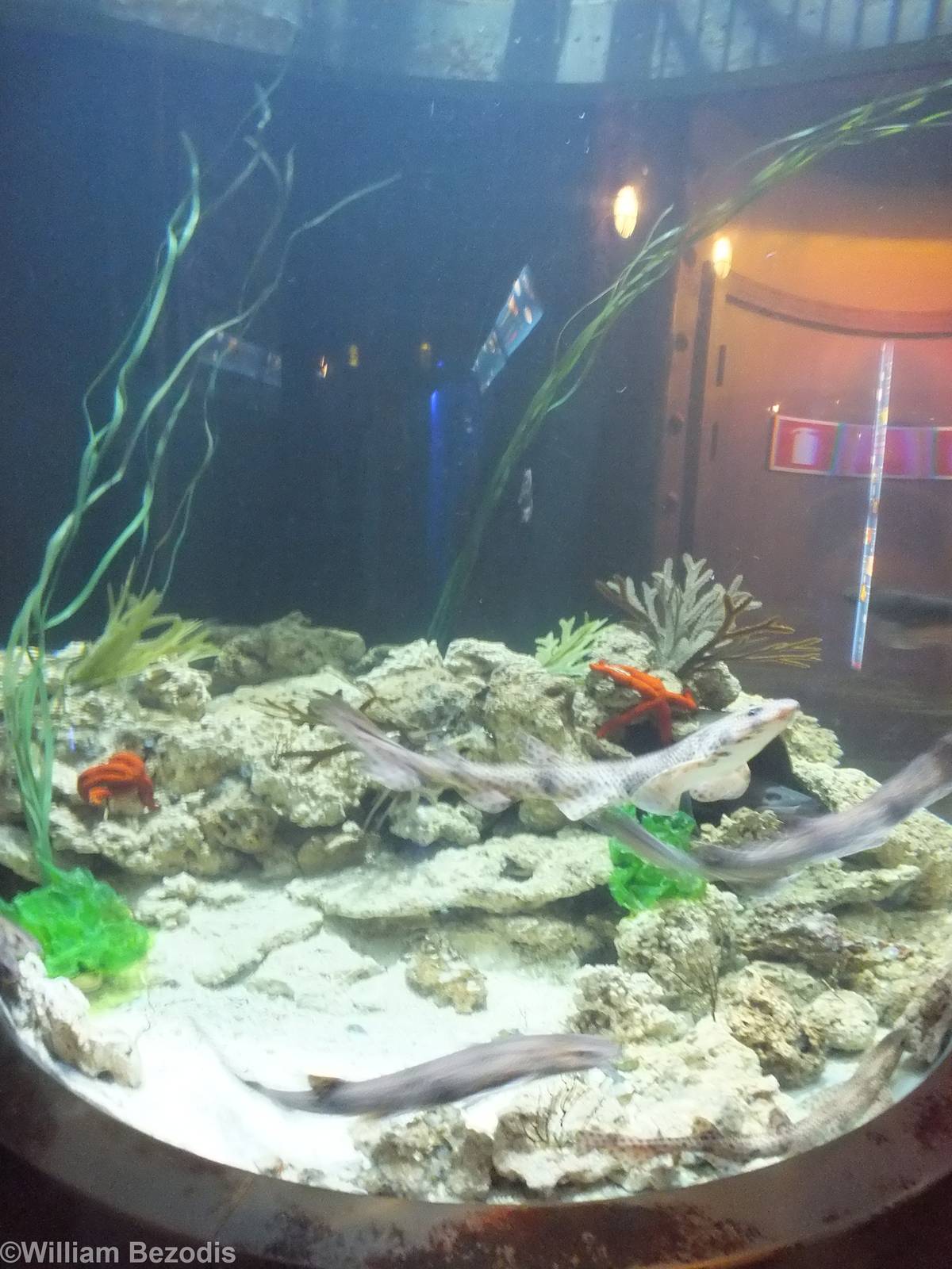 Tank with small sharks - Submarine Section