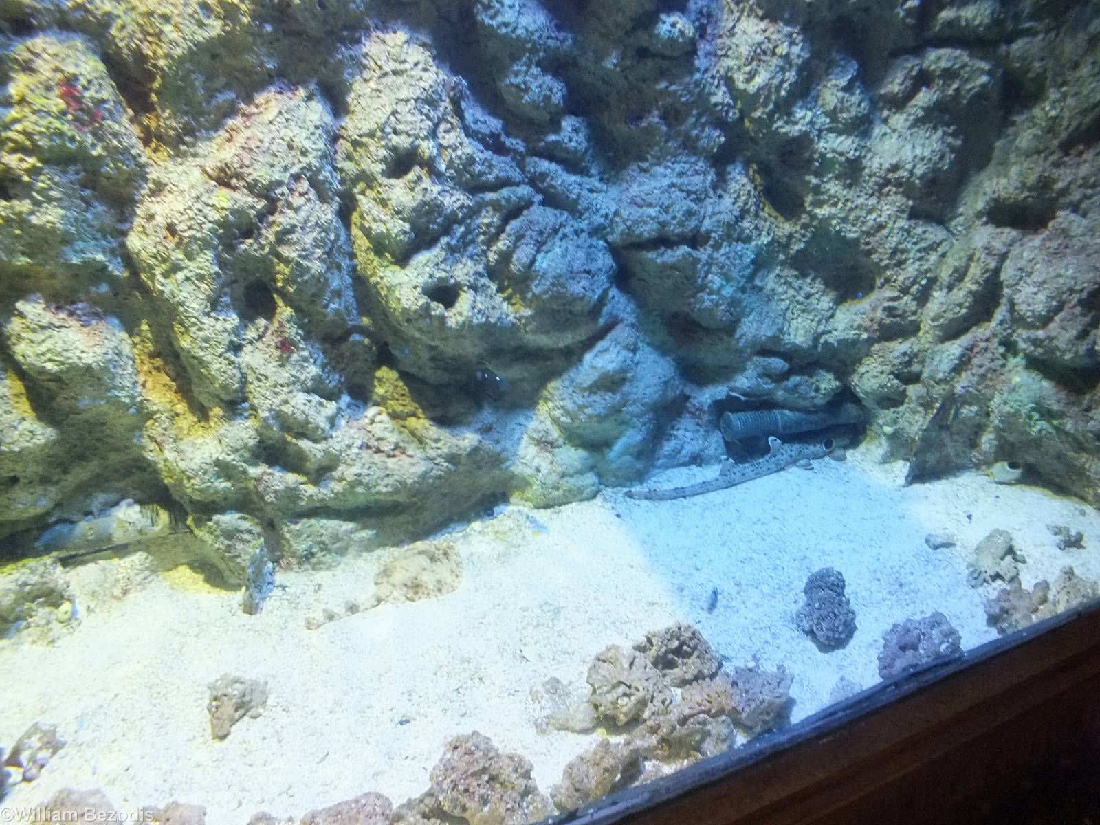 Tank with Smaller Sharks near Entrance to Shark Tunnel