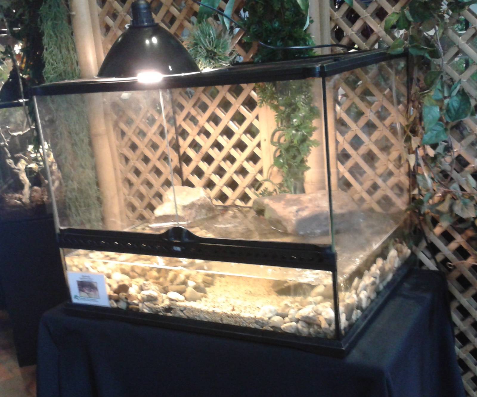 tank with some crabs