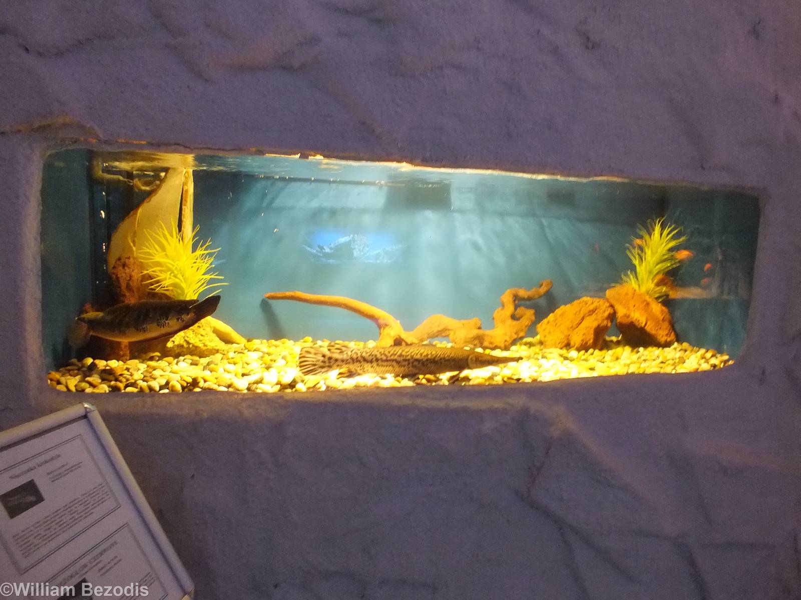 Tank with two Large Fish- Freshwater Section