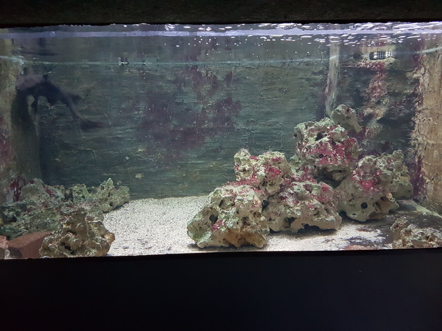 Tank with young Nurse sharks