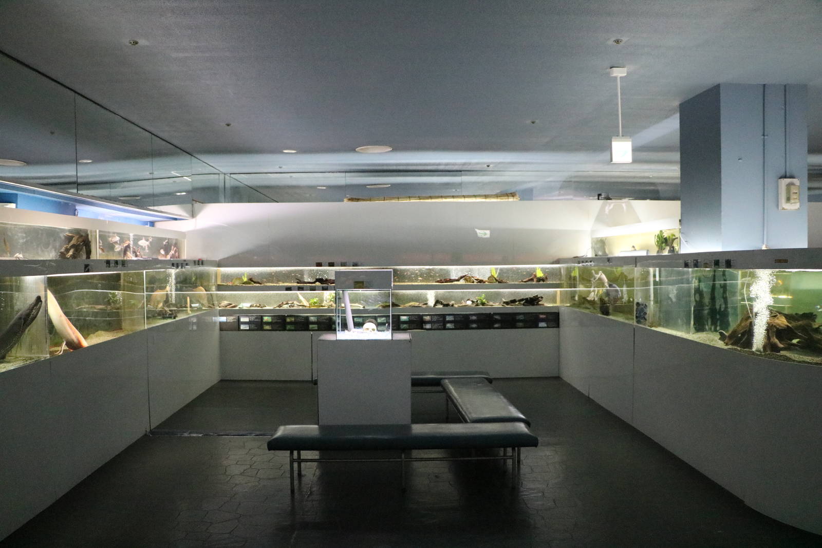 Tanks for African and Asian fish - Tokyo Tower Aquarium, February 2016