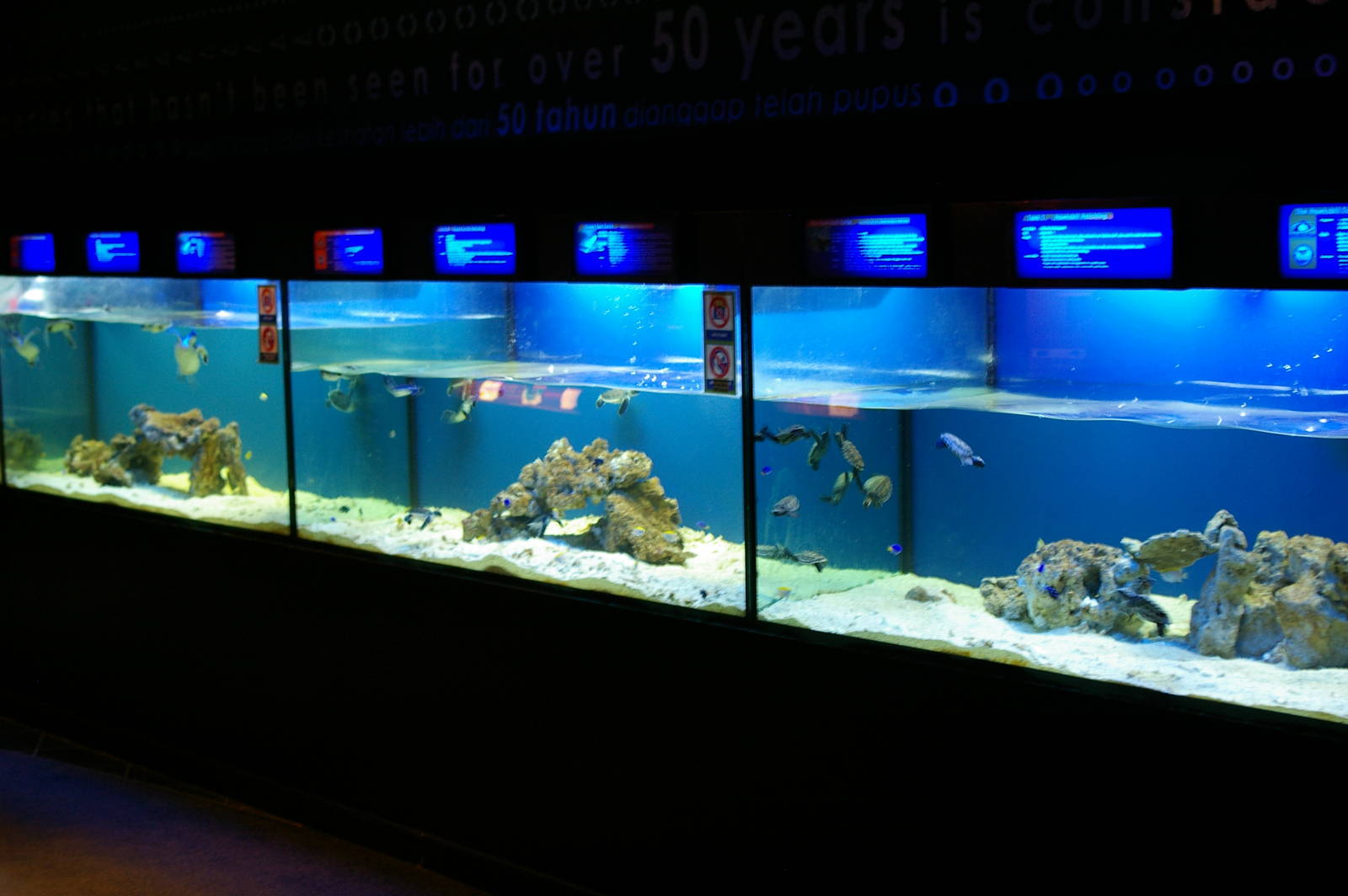 tanks for baby sea turtles