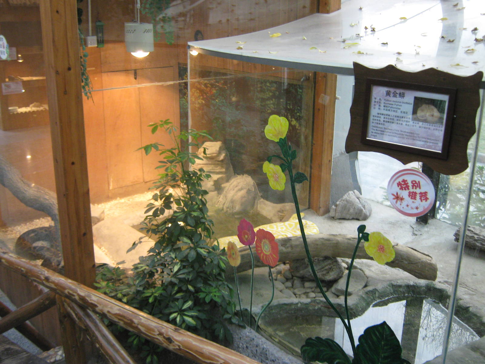 tanks for Burmese pythons (Python bivittatus)