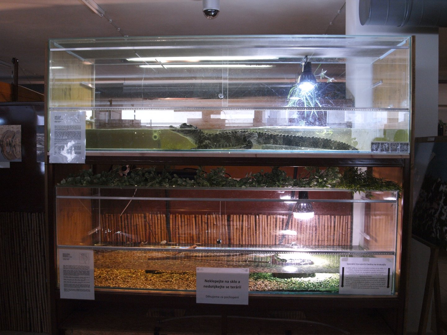 Tanks for Chinese alligator and young Cayman species