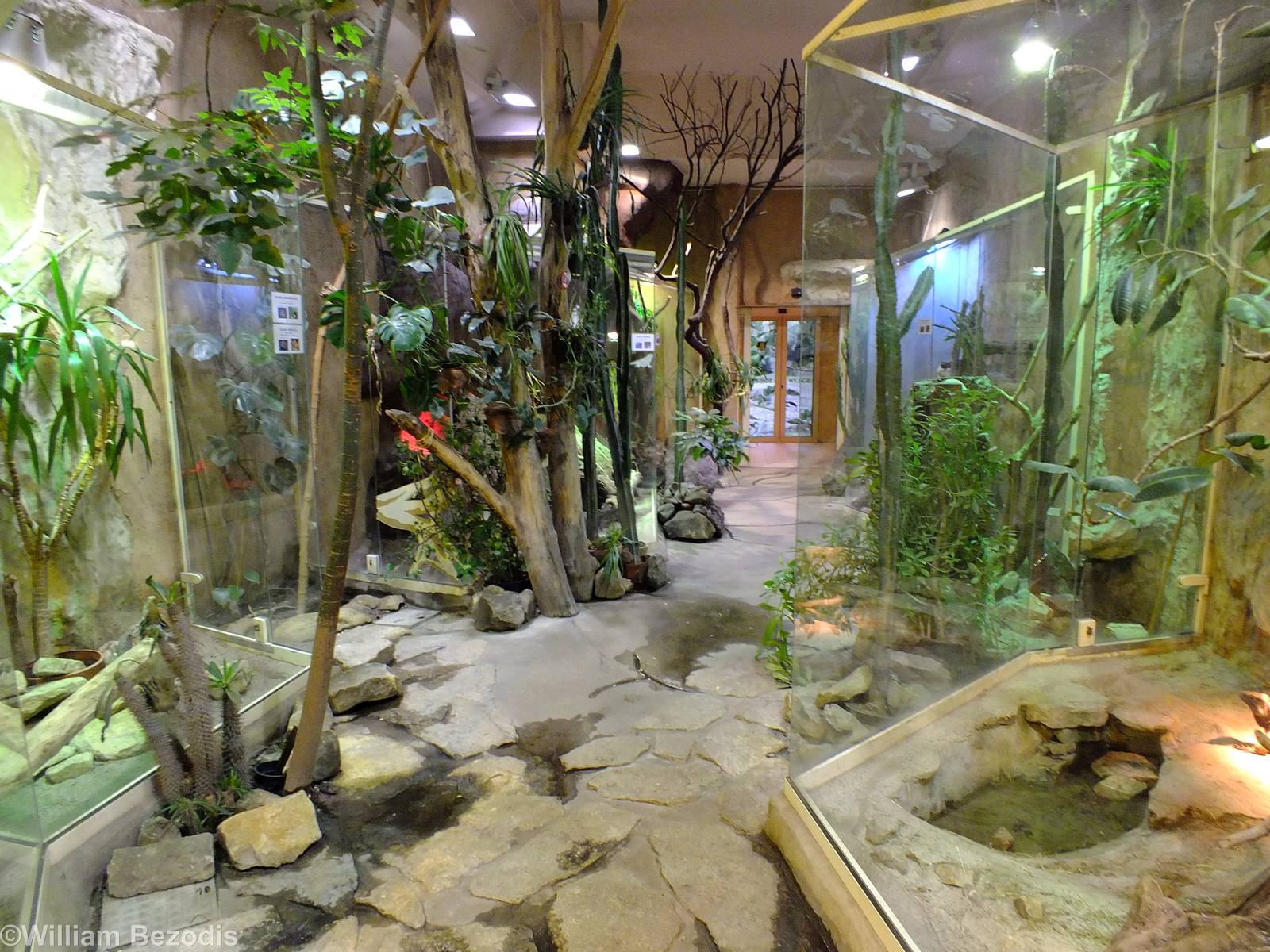 Tanks for Desert Reptiles in Cold-blooded Animals Pavilion