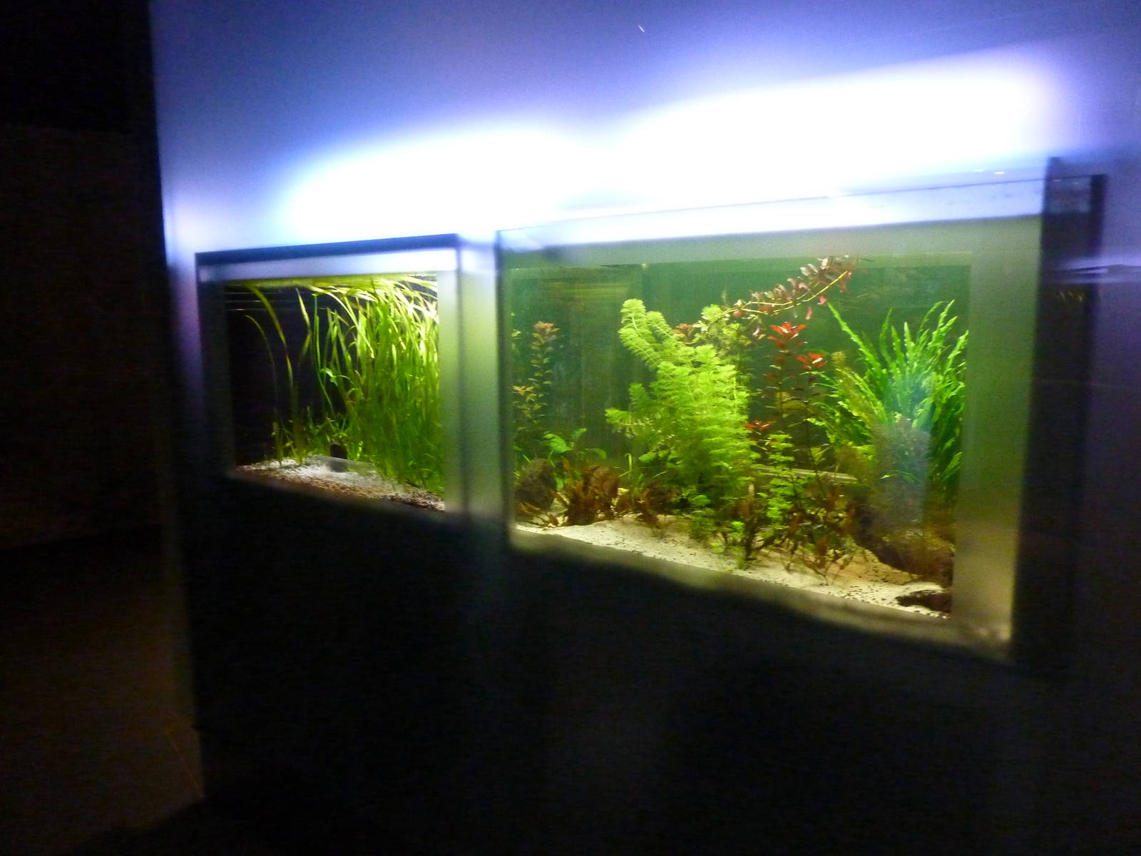 Tanks for electric fish, 7th April 2012.