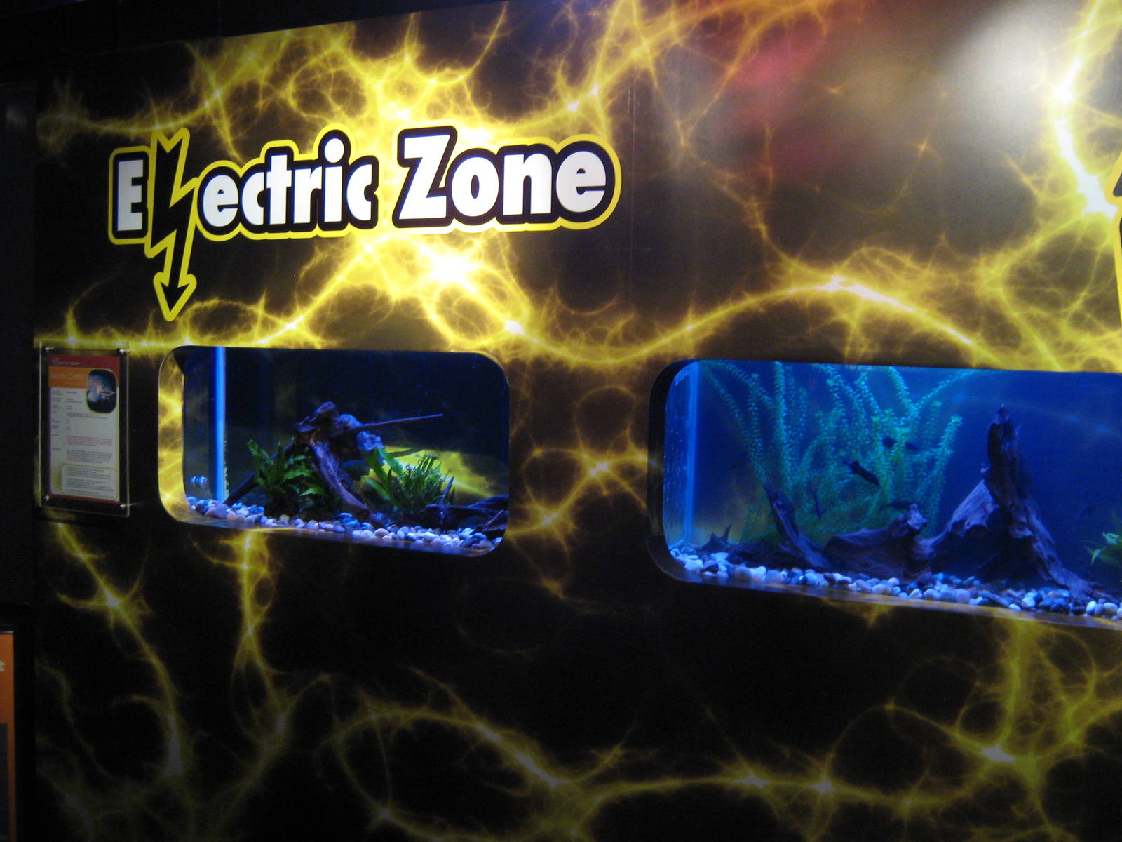 tanks for electric fish
