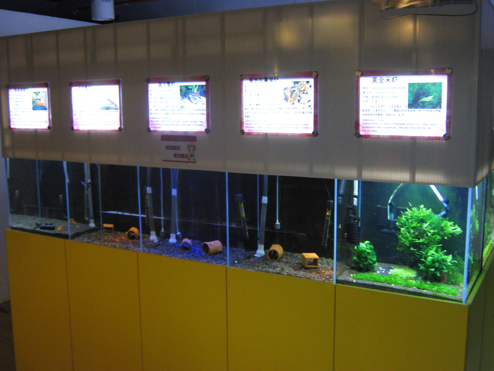 tanks for freshwater crayfish