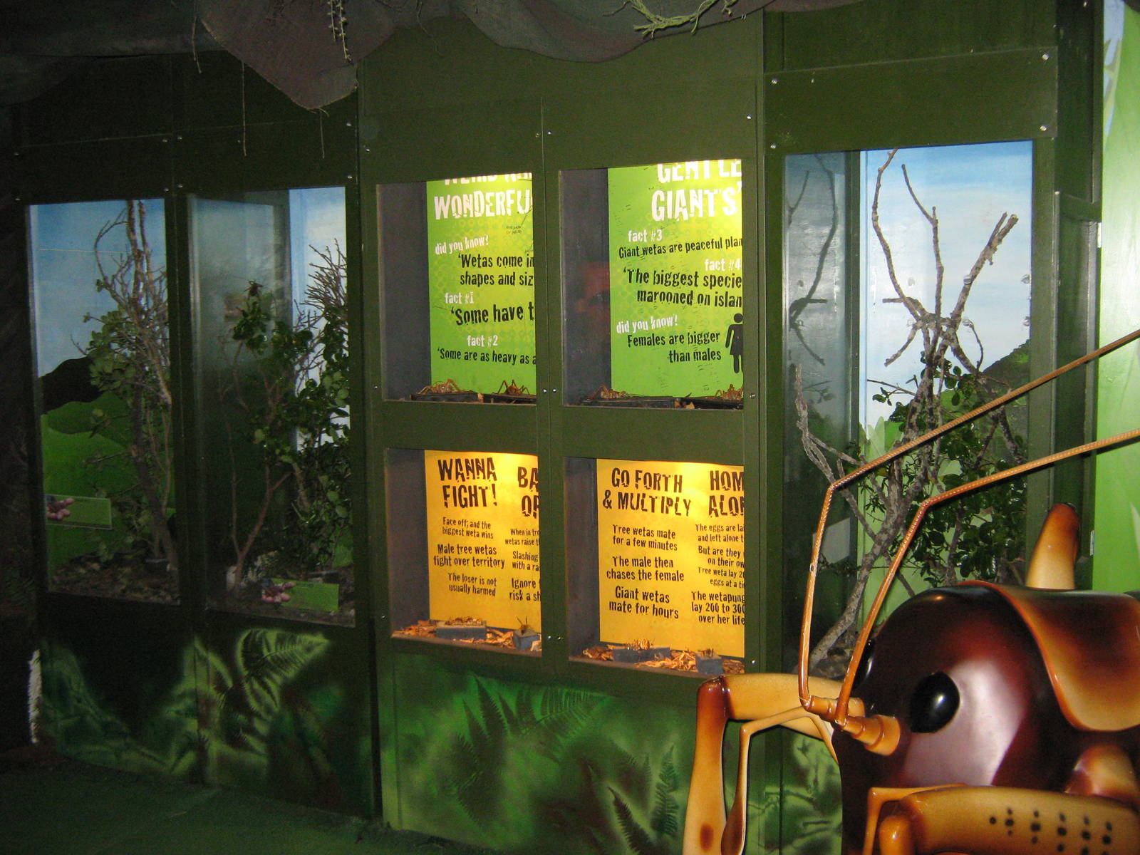 tanks for giant weta (Deinacrida heteracantha)