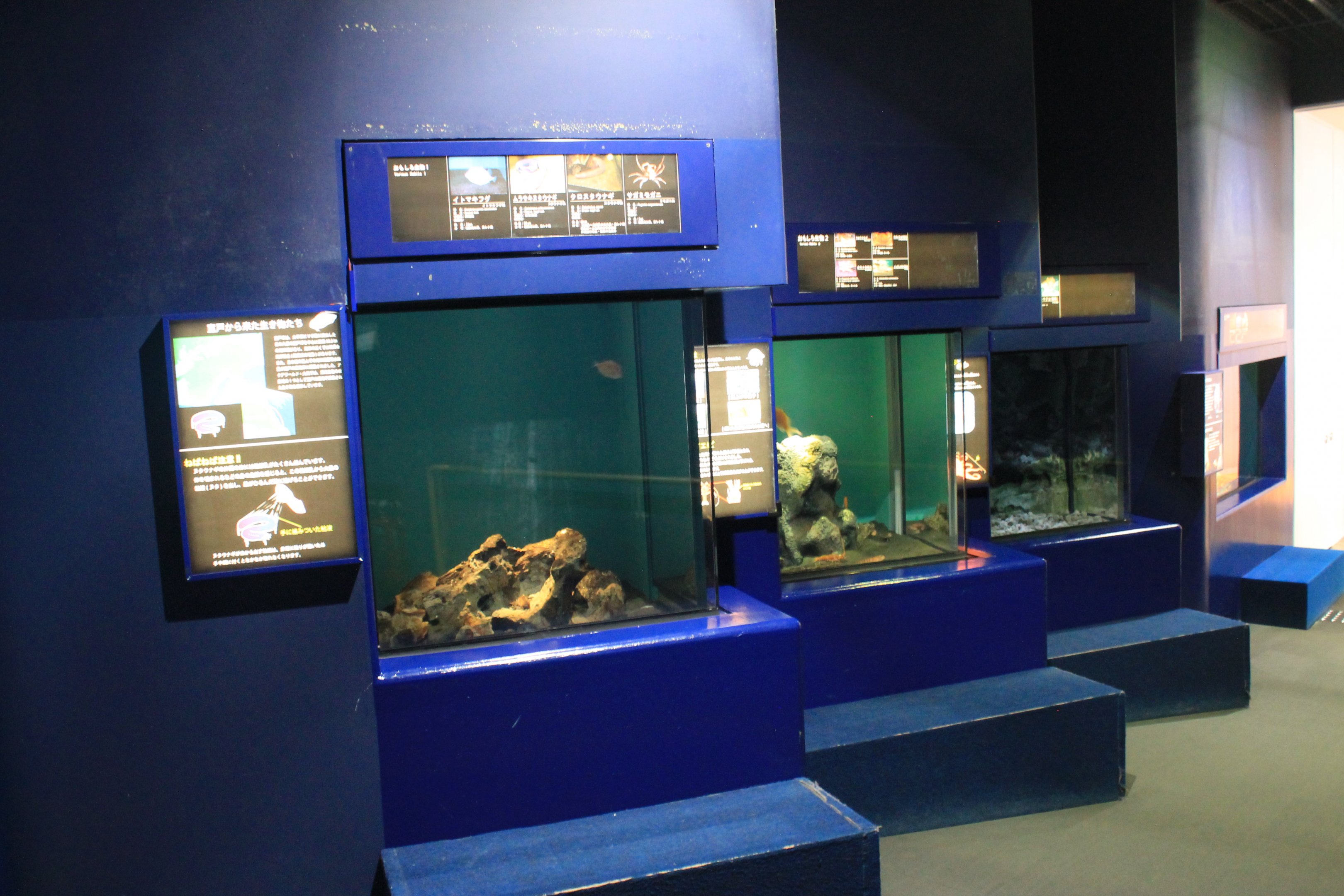 tanks for hagfish and others