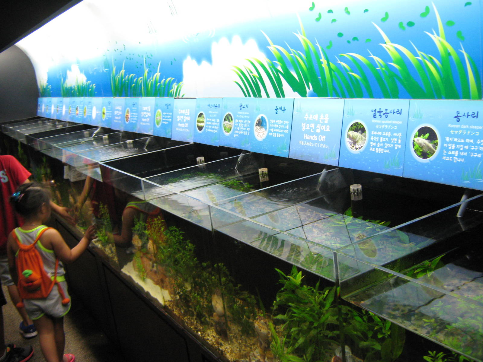 tanks for local cyprinids