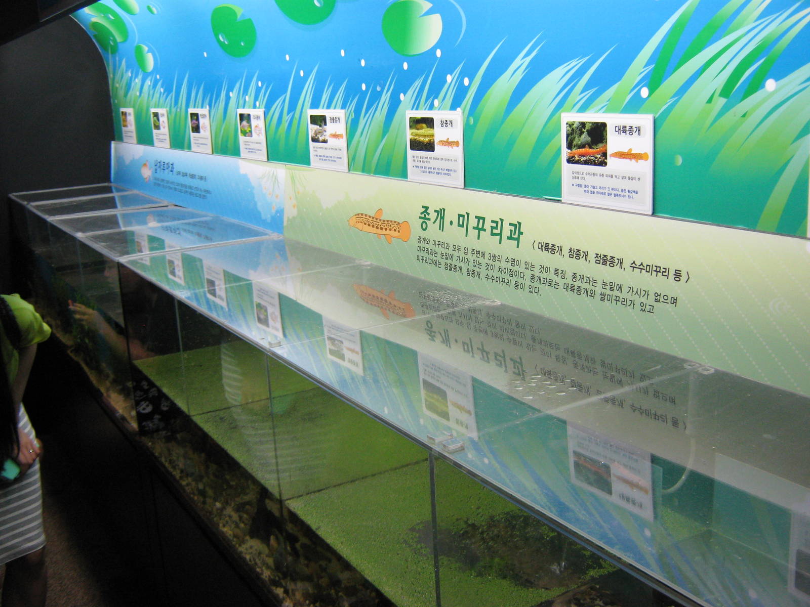 tanks for local loach species