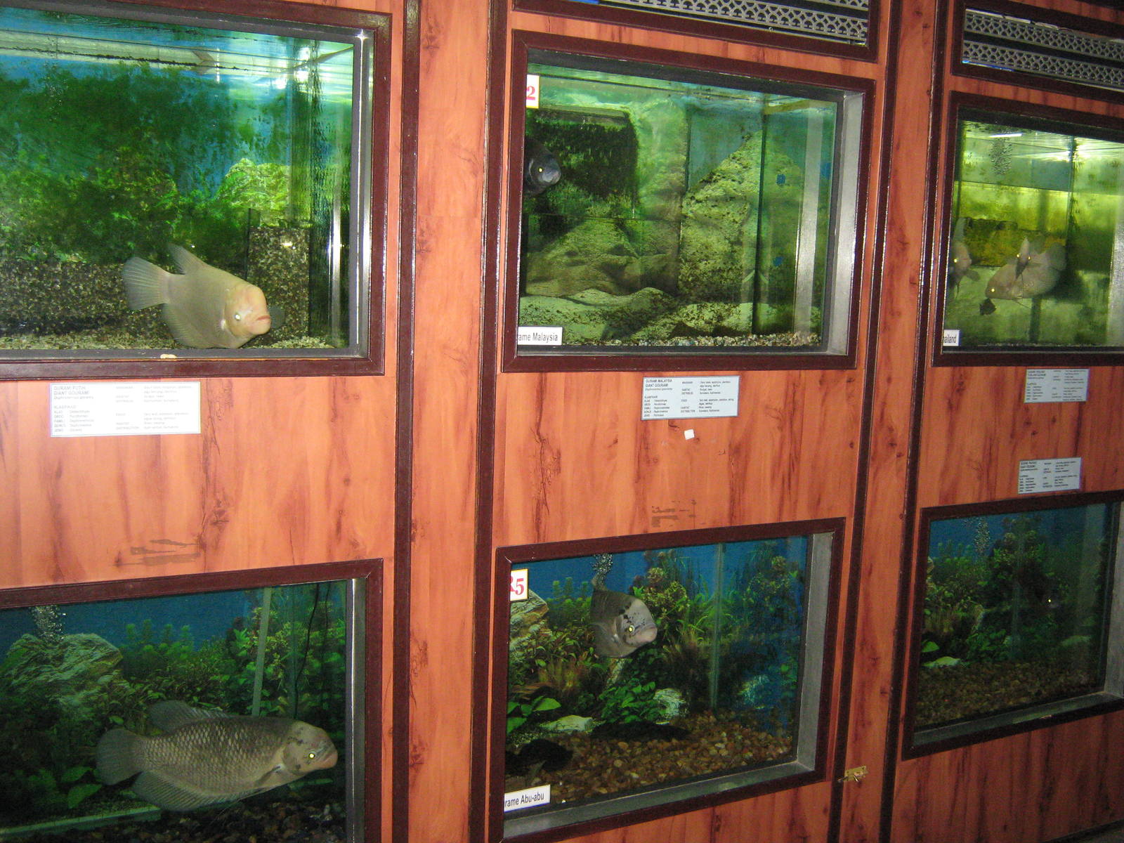 tanks for Osphronemus goramy