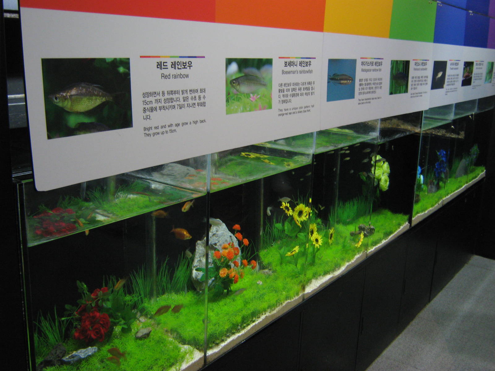 tanks for rainbowfish (Melanotaeniidae)