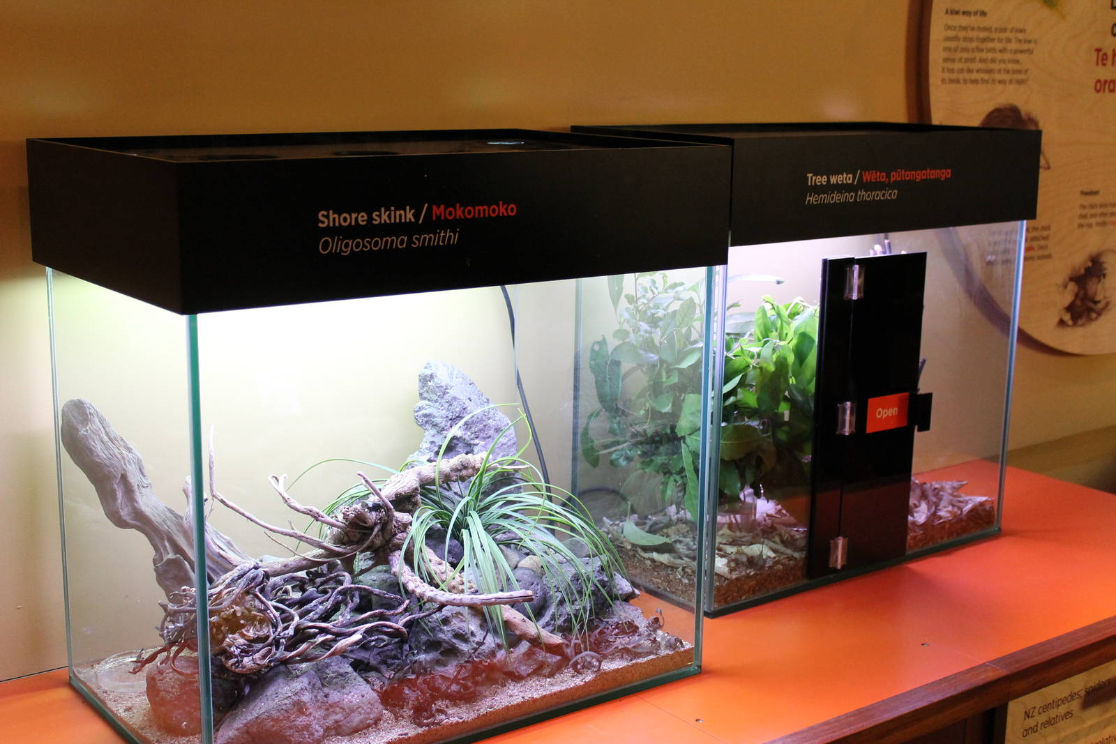 tanks for shore skinks and tree wetas