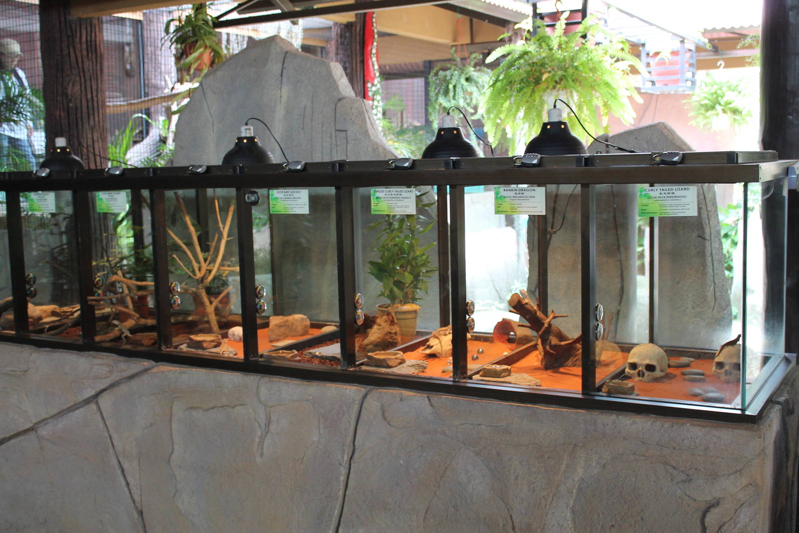 tanks for small lizards