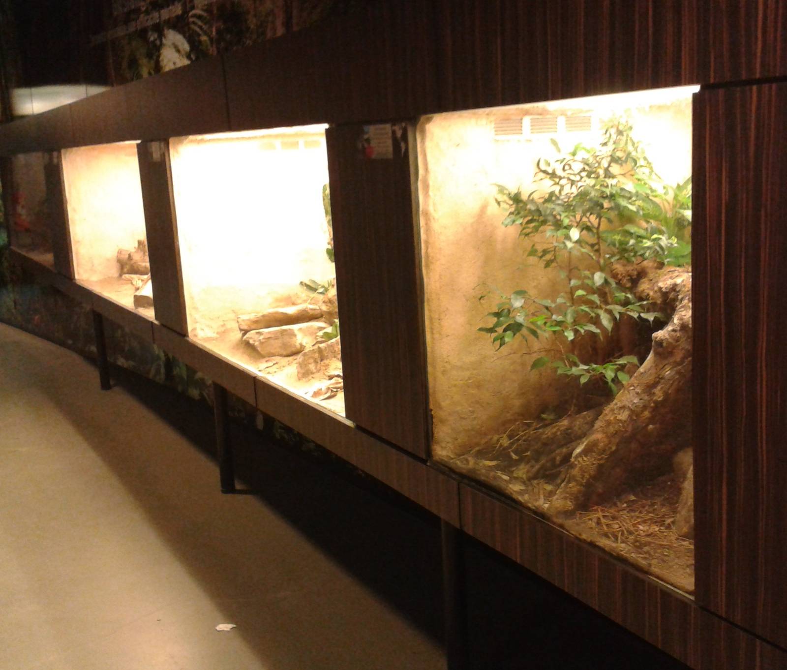 Tanks for smaller herptiles