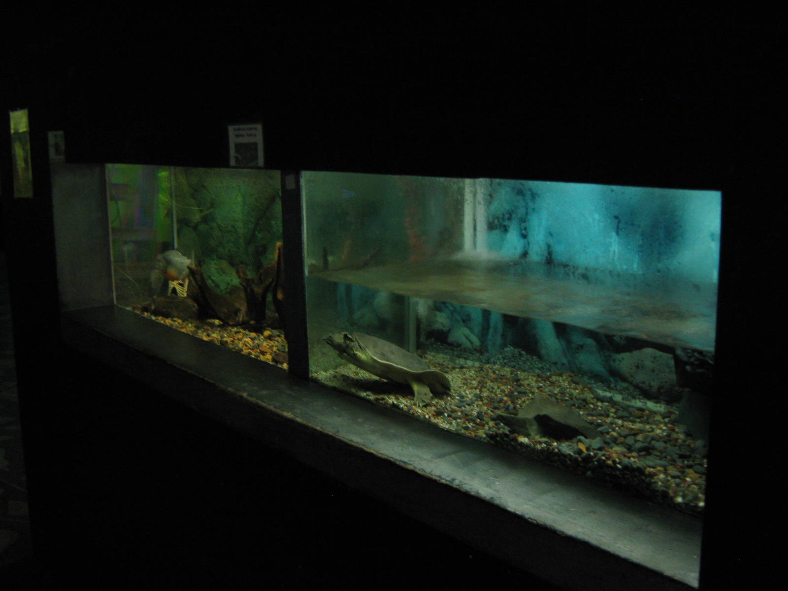 tanks for softshell turtle and piranha