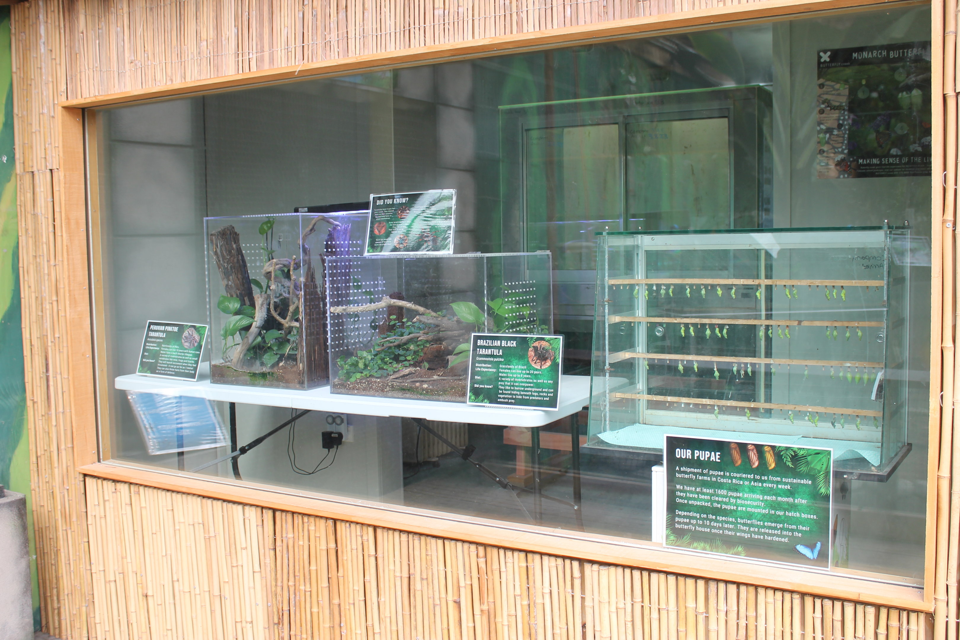 tanks for tarantulas and butterfly pupae