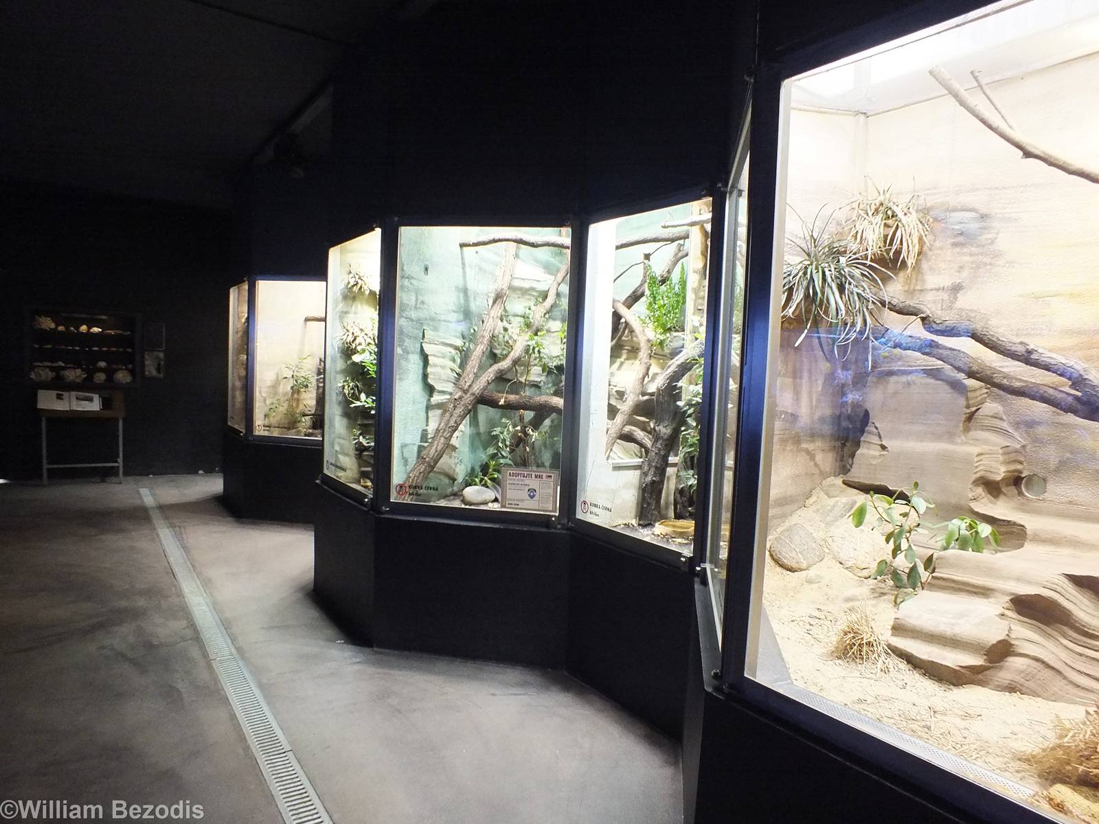 Tanks for Venomous Snakes