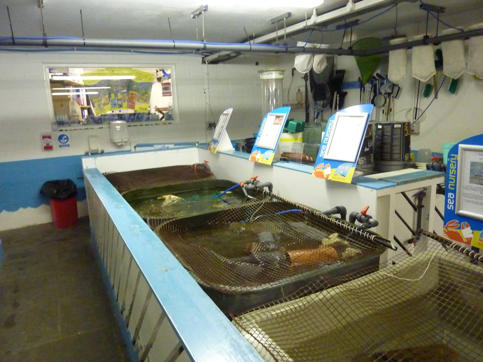 Tanks in sea life nursery