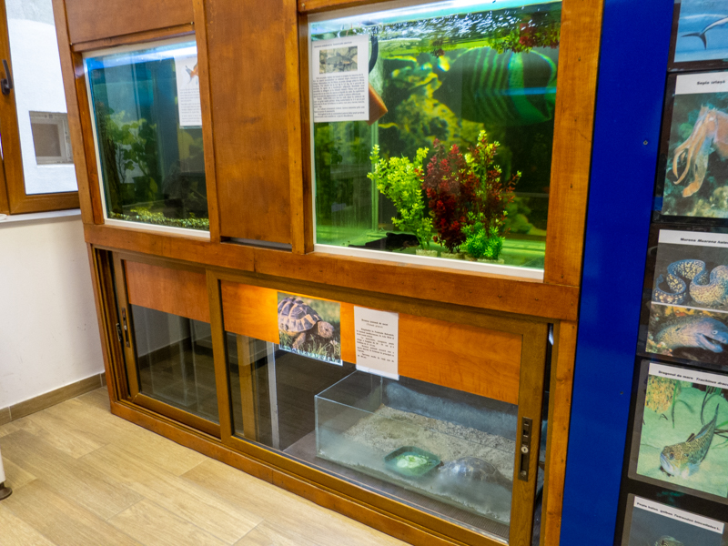 tanks of reptiles and fish